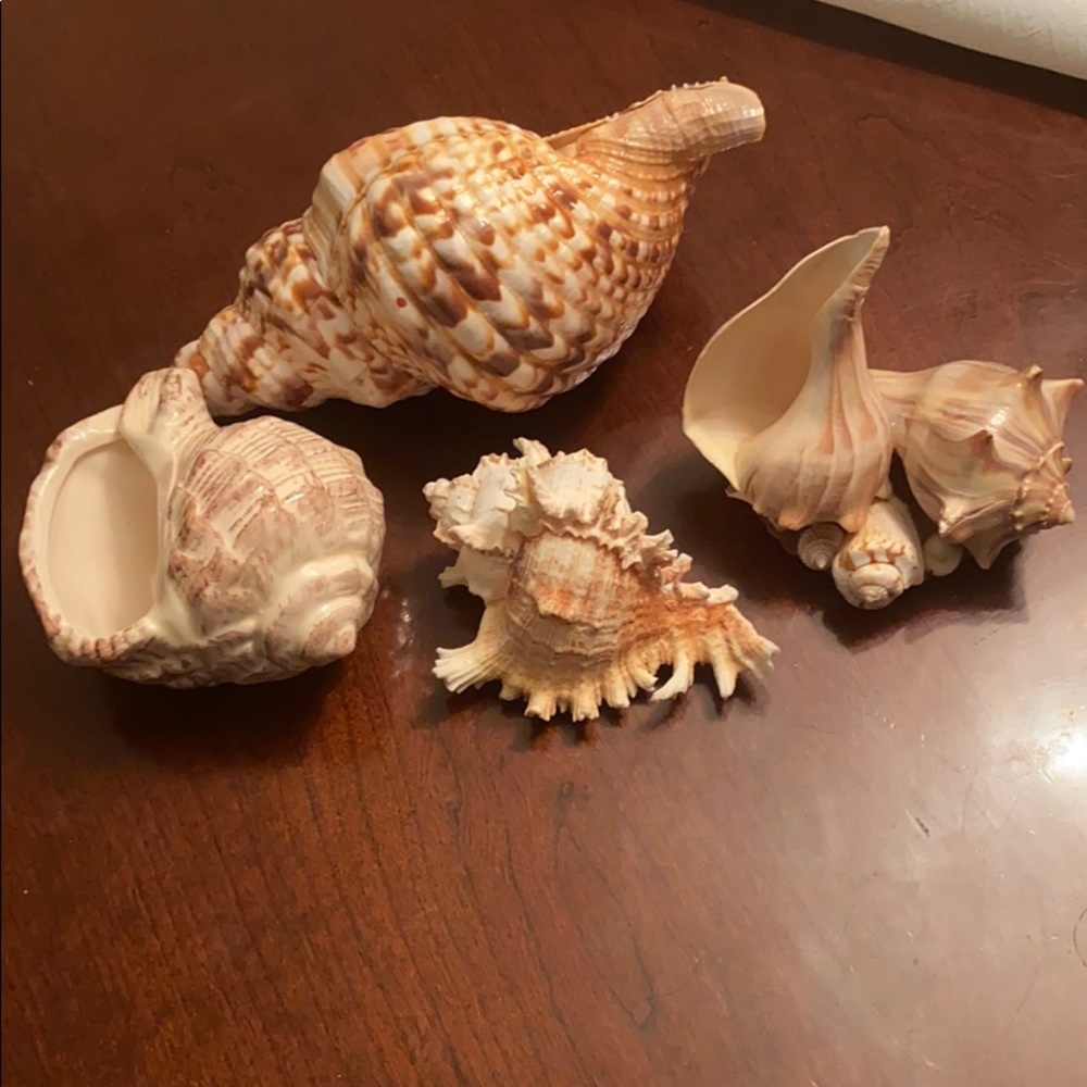 Sea Shell - image 5